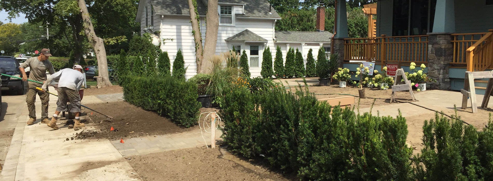 Hicks Yew Hedge are ideal to create artistic borders. Buy yew shrub to landscape your garden now.