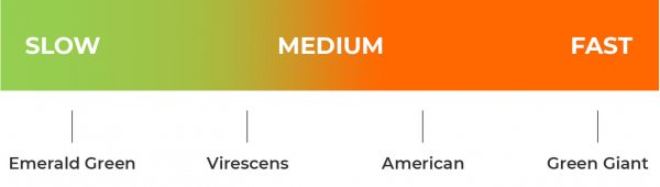 Arborvitae Hedges for Sale | Emerald Green, Green Giant, Cedar