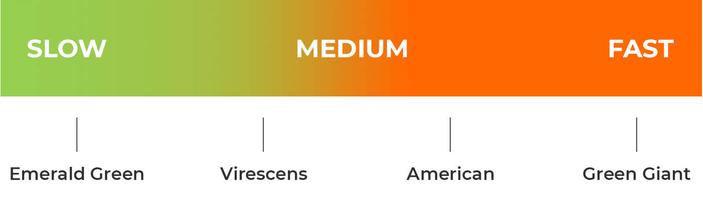 Arborvitae Hedges for Sale | Emerald Green, Green Giant, Cedar