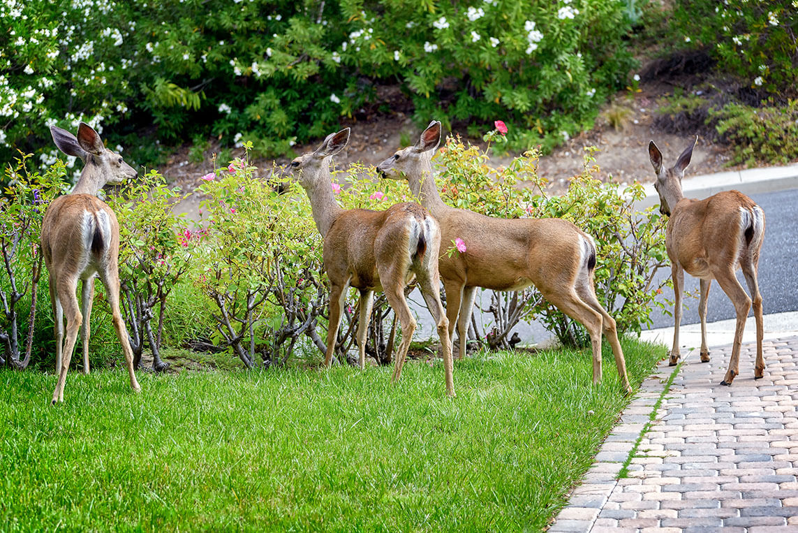 Buy Deer Resistant Hedges Deer Resistant Shrubs Instanthedge,Red Tail Boa Baby