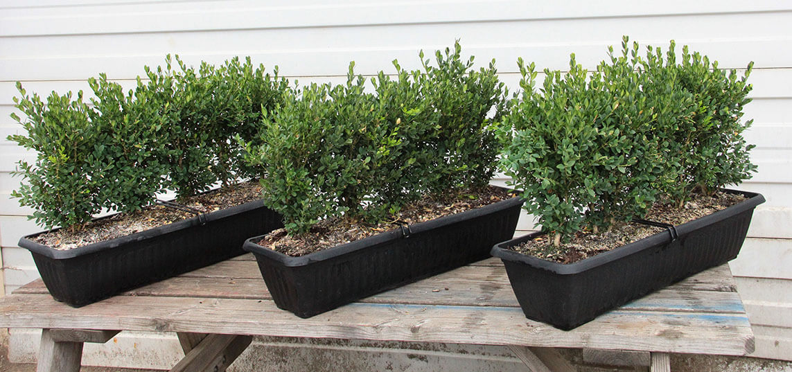 deer resistant shrubs