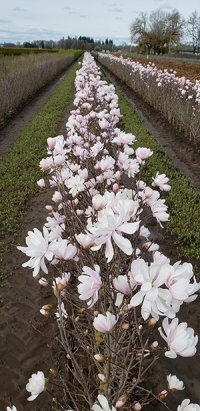 Magnolia stellata ‘Royal Star’