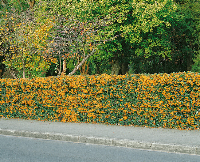 hedging plants for shade. Firethorn varieties are great fast growing evergreen shrubs for shade.