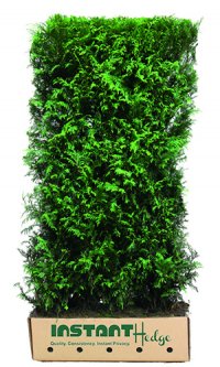 Thuja plicata ‘Virescens’