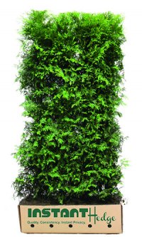 Thuja x ‘Green Giant’