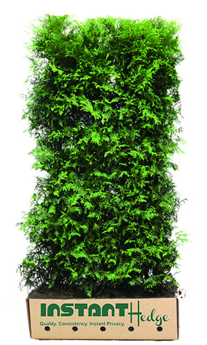 Buy deer resistant hedges. Best deer resistant shrubs online at best prices.