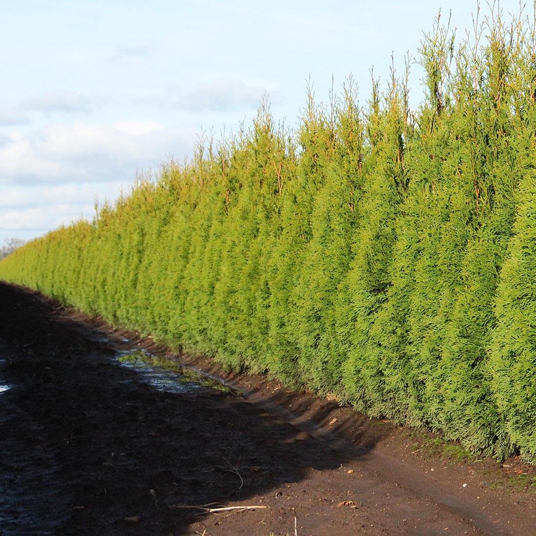 Thuja Smaragd Emerald Green Arborvitae hedge cold hardy evergreen