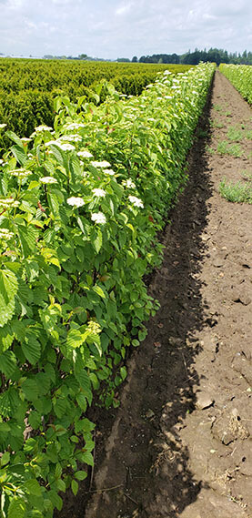 Viburnum dentatum Arrowwood Spring Flower Hedge Pollinators Bee Butterfly May 2019 (1)