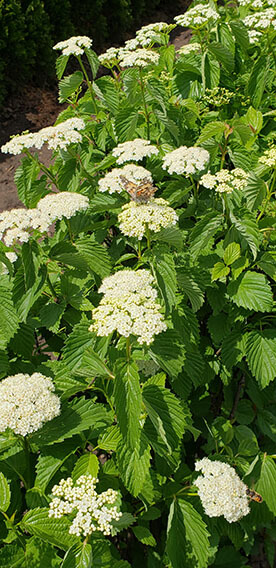 Viburnum dentatum Arrowwood Spring Flower Hedge Pollinators Bee Butterfly May 2019 (10)