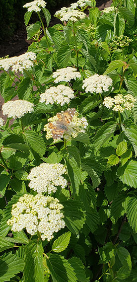 Viburnum dentatum Arrowwood Spring Flower Hedge Pollinators Bee Butterfly May 2019 (11)