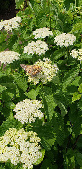 Viburnum dentatum Arrowwood Spring Flower Hedge Pollinators Bee Butterfly May 2019 (12)