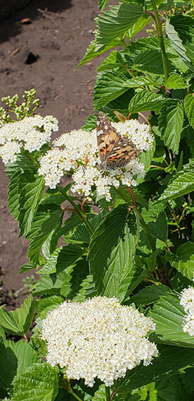 Viburnum dentatum Arrowwood Spring Flower Hedge Pollinators Bee Butterfly May 2019 (14)