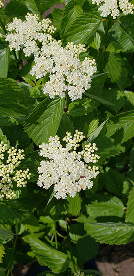 Viburnum dentatum Arrowwood Spring Flower Hedge Pollinators Bee Butterfly May 2019 (4)