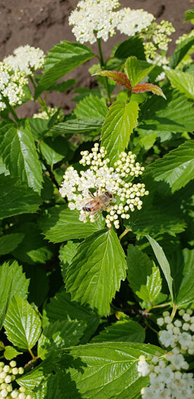 Viburnum dentatum Arrowwood Spring Flower Hedge Pollinators Bee Butterfly May 2019 (6)