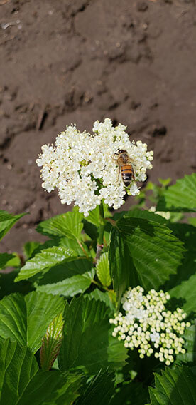 Viburnum dentatum Arrowwood Spring Flower Hedge Pollinators Bee Butterfly May 2019 (7)