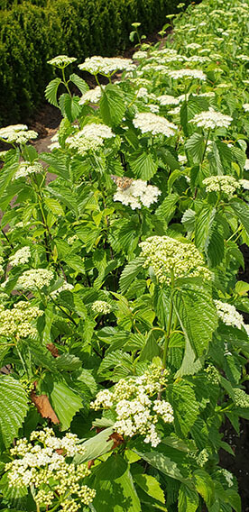 Viburnum dentatum Arrowwood Spring Flower Hedge Pollinators Bee Butterfly May 2019 (8)