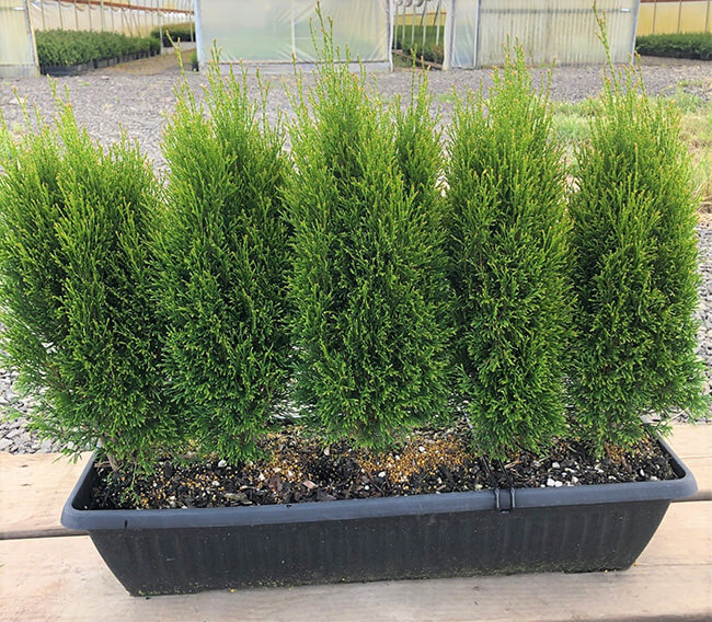 Thuja occidentalis 'Little Simon' (1)
