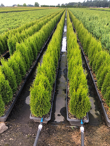 Thuja occidentalis 'Little Simon' (2)