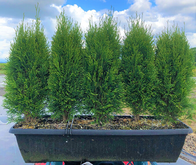 Thuja occidentalis 'Little Simon' (3)