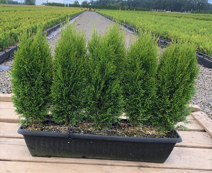Thuja occidentalis 'Little Simon' (5)