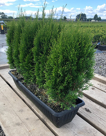Thuja occidentalis 'Little Simon' (6)