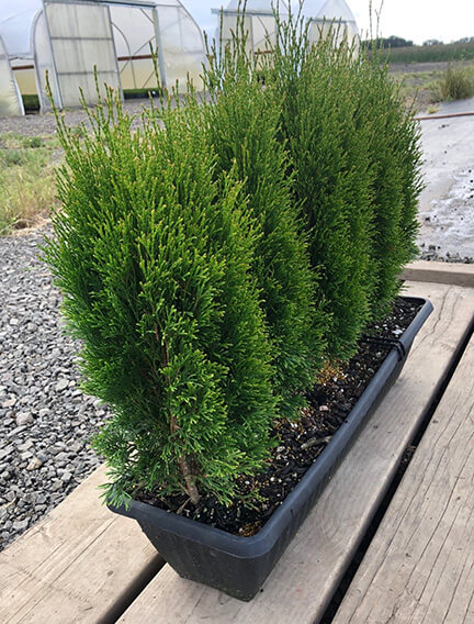 Thuja occidentalis 'Little Simon' (7)