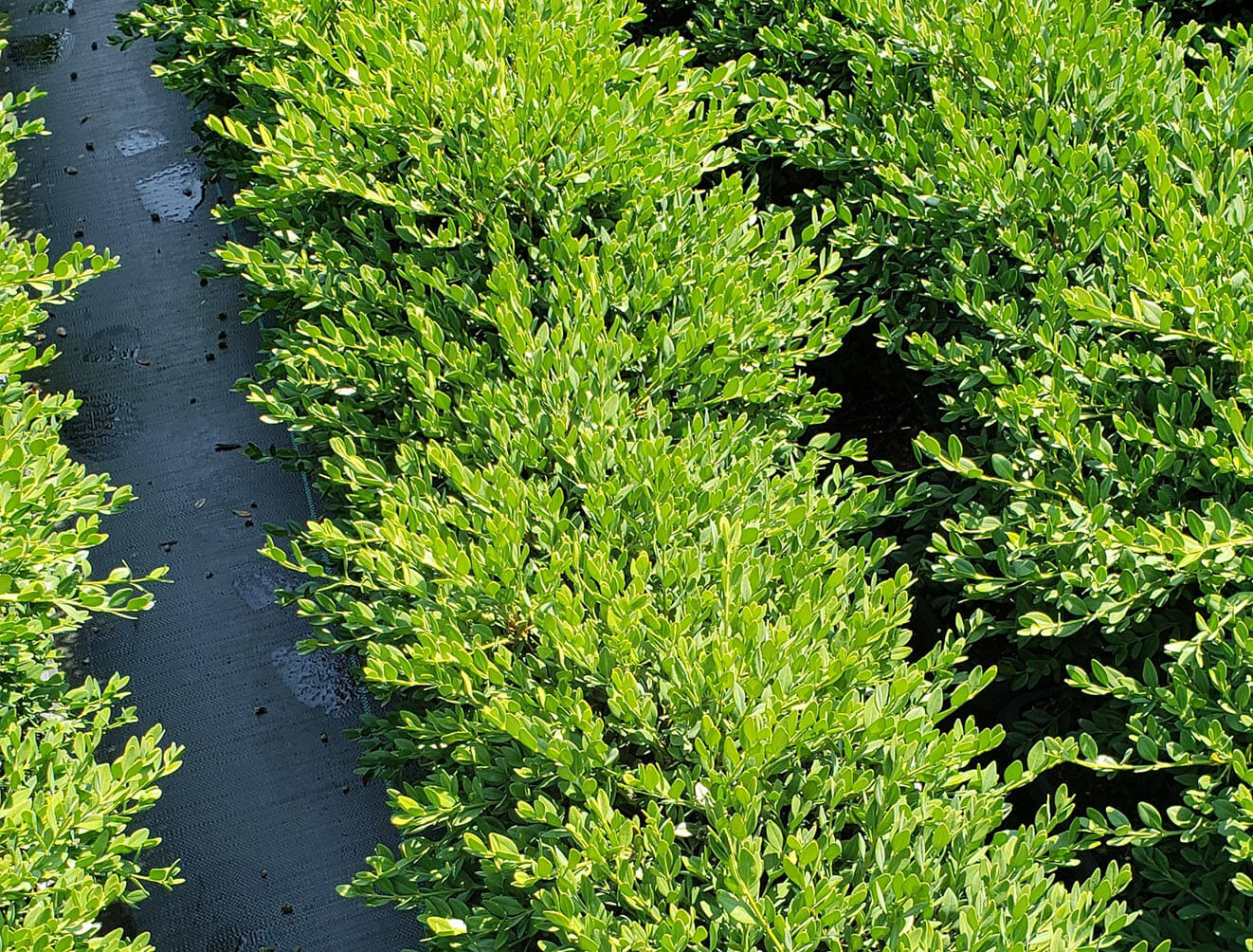 White Swan Properties Blogspot Boxwoods For Ontario Landscapes