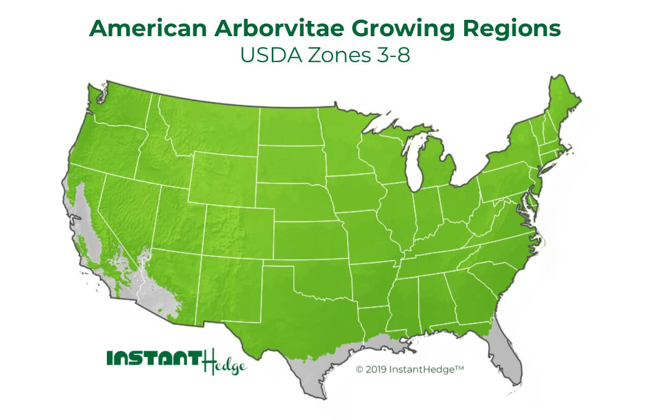 American Arborvitae Growing Condition