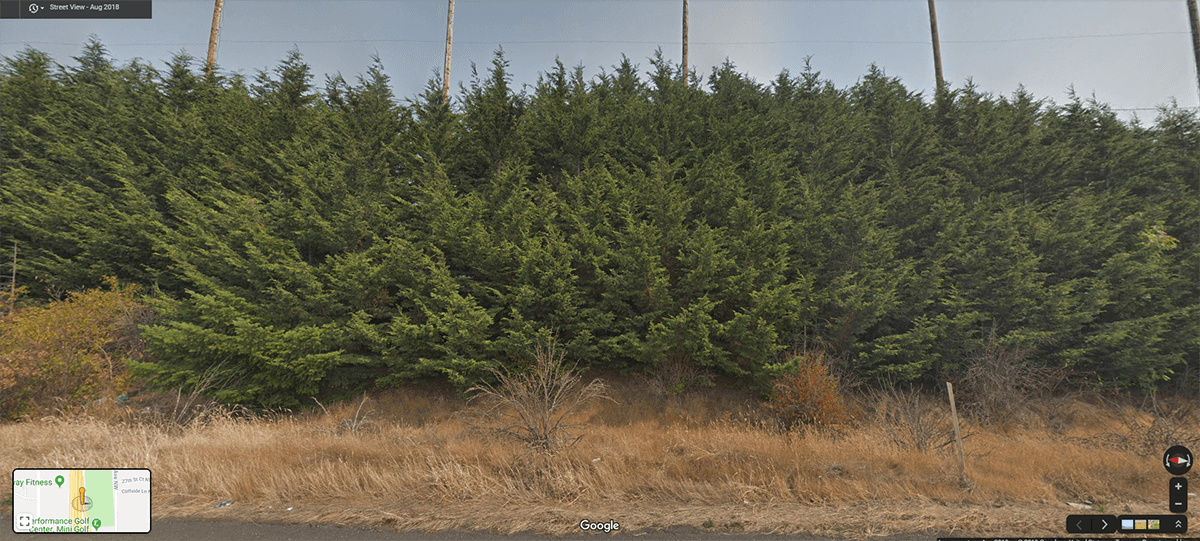 cypress hedges