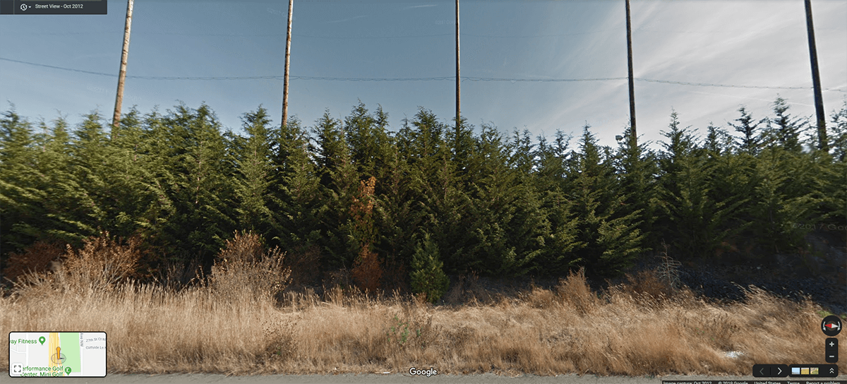 Leyland Cypress 