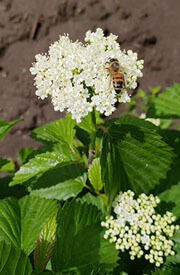 Viburnum Dentatum Arrowwood Viburnum Hedge