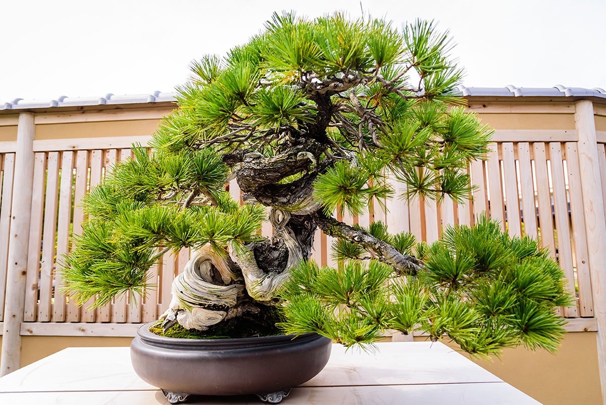 Old bonsai in pot