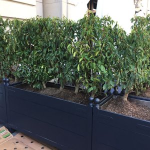 Portuguese laurel containers Chicago Ralph Lauren May 2019 (4)