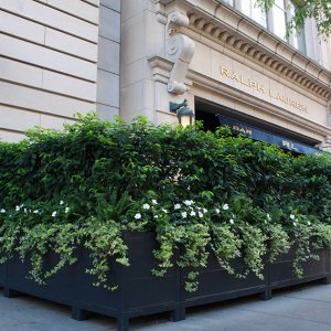 Prunus lusitanica Portuguese laurel hedge container Ralph Lauren Chicago September 2019 (4)