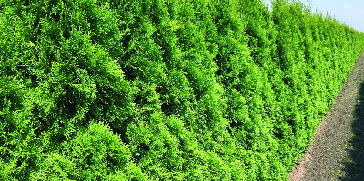 QH_MAGAZINE_SEPT_2015_HR-los_1-00000216 Thuja occidentalis smaragd