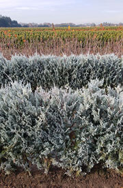 Wichita Blue Juniper Hedge