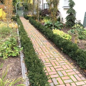 Buxus boxwood hedge InstantHedge install cottage garden