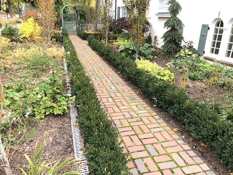 Buxus boxwood hedge InstantHedge install cottage garden