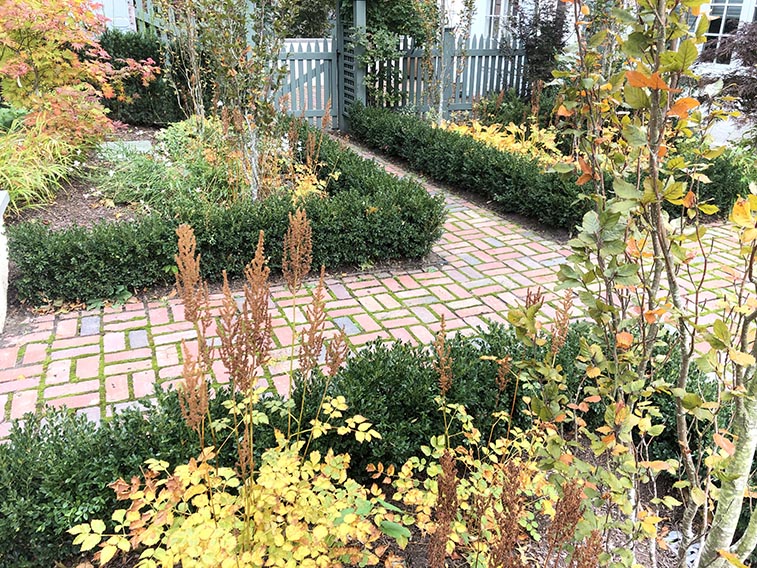 Buxus boxwood hedge InstantHedge install cottage garden