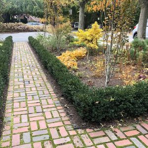 Buxus boxwood hedge InstantHedge install cottage garden