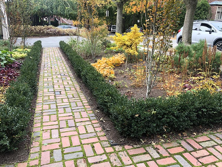 Buxus boxwood hedge InstantHedge install cottage garden