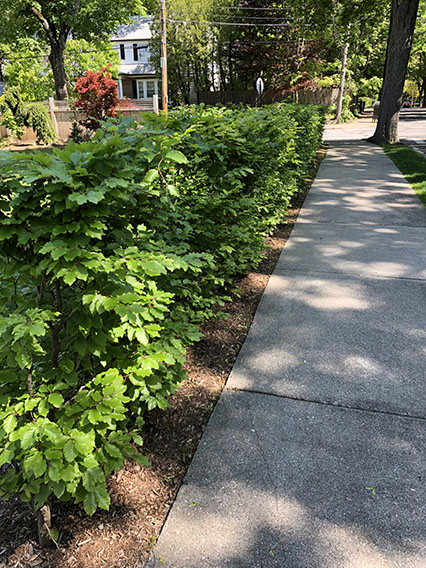 Fagus beech privacy hedge InstantHedge installation