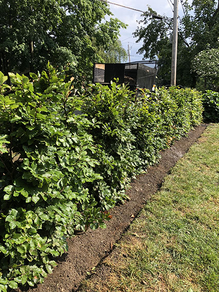 Fagus beech privacy hedge InstantHedge installation