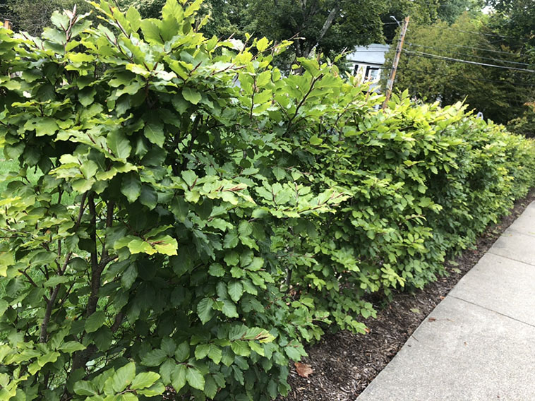 Fagus beech privacy hedge InstantHedge installation