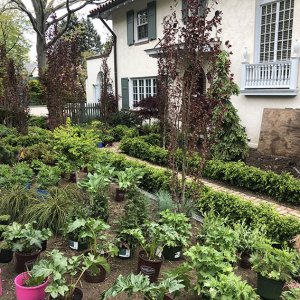 Buxus boxwood hedge InstantHedge install cottage garden