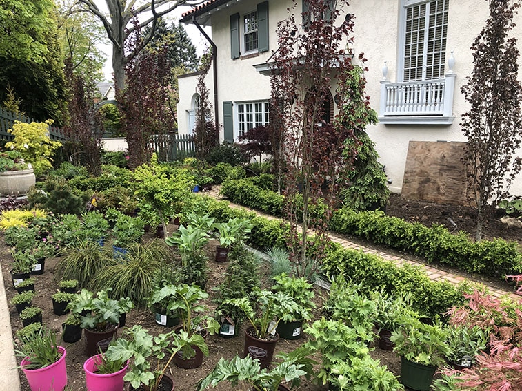 Buxus boxwood hedge InstantHedge install cottage garden