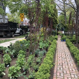 Buxus boxwood hedge InstantHedge install cottage garden