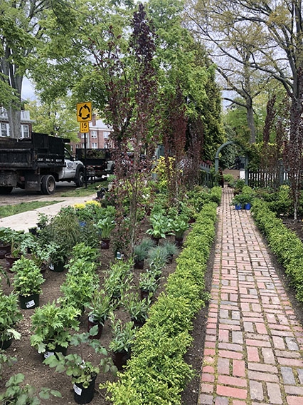 Buxus boxwood hedge InstantHedge install cottage garden