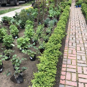 Buxus boxwood hedge InstantHedge install cottage garden