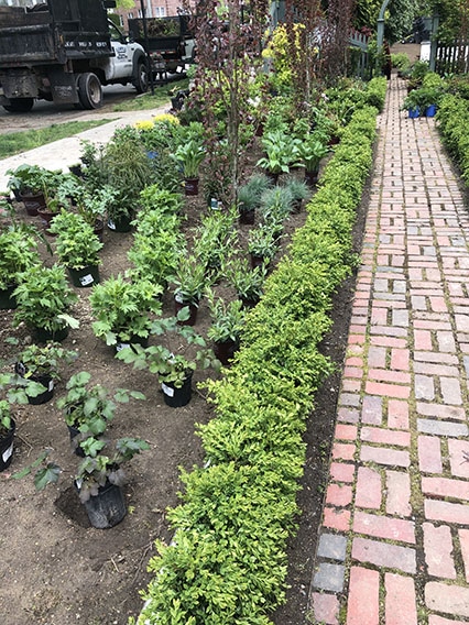 Buxus boxwood hedge InstantHedge install cottage garden